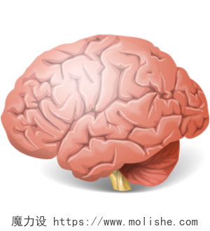 医学人体大脑结构素材